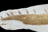 Mosasaur (Tethysaurus) Jaw Section - Goulmima, Morocco #89247-1